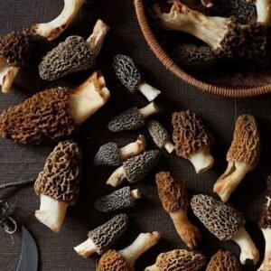 Premium Gucchi Mushroom – Rare Himalayan Morel with Rich Natural Flavour