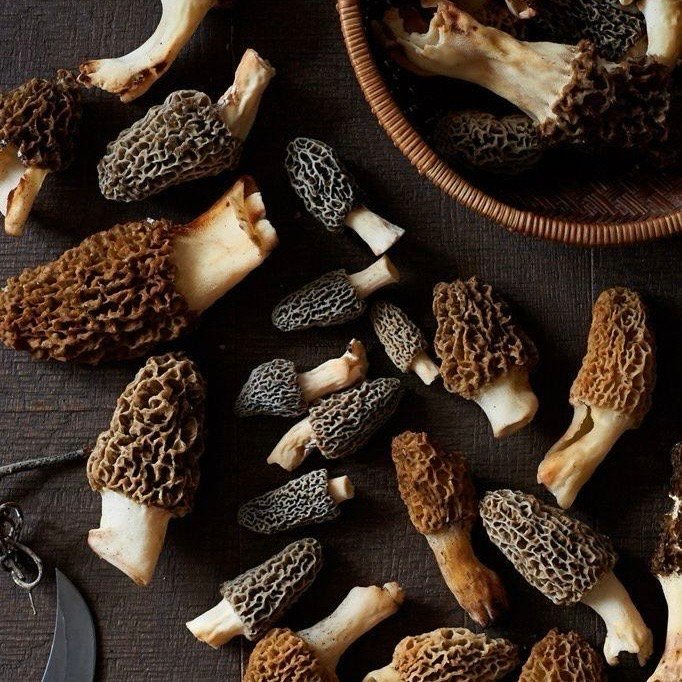 Premium Gucchi Mushroom – Rare Himalayan Morel with Rich Natural Flavour